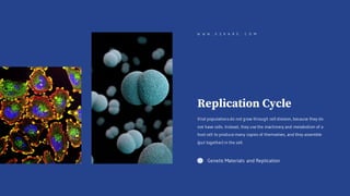 Replication Cycle
Viral populationsdo not grow through cell division, because they do
not have cells. Instead, they use the machinery and metabolism of a
host cell to produce many copies of themselves, and they assemble
(put together) in the cell.
Genetic Materials and Replication
W W W . E Z K A R E . C O M
 