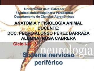SISTEMA NERVIOSO PERIFERICO
Universidad de El Salvador
Facultad Multidisciplinaria Paracentral
Departamento de Ciencias Agronómicas
Ciclo I-2013
Sistema nervioso
periférico
 