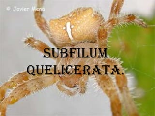 Subfilum
quelicerata.
 