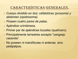 CARACTERÍSTICAS GENERALES.
   Cuerpo dividido en dos: cefalotórax (prosoma) y
    abdomen (opistosoma).
   Poseen cuatro pares de patas.
   Apéndice unirrámeos.
   Primer par de apéndices bucales (quelícero).
   Principalmente terrestres excepto "cangrejo
    cacerola“.
   No poseen ni mandíbulas ni antenas sino
    pedipalpos.
 