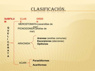 CLASIFICACIÓN.
SUBFILU     CLAS       ORDE
M           E          N
          MEROSTOMATA (cacerolitas de
  Q                 mar)
          PICNOGONIDA (arañas de
  U              mar)
  E
  L
  I                      Araneae (arañas comunes)
  C                      Escorpiones (alacranes)
          ARACNIDA       Opiliones
  E
  R
  A
  T
  A
                     Parasitiformes
           ACARI
                     Acariformes
 