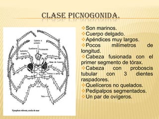 CLASE PICNOGONIDA.
         Son marinos.
         Cuerpo delgado.
         Apéndices muy largos.
         Pocos      milímetros     de
         longitud.
         Cabeza fusionada con el
         primer segmento de tórax.
         Cabeza     con     proboscis
         tubular   con    3    dientes
         raspadores.
         Quelíceros no quelados.
         Pedipalpos segmentados.
         Un par de ovígeros.
 