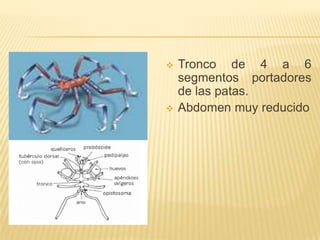    Tronco de 4 a 6
    segmentos portadores
    de las patas.
   Abdomen muy reducido
 