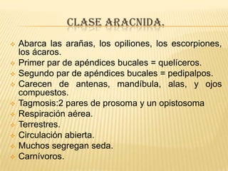 CLASE ARACNIDA.
   Abarca las arañas, los opiliones, los escorpiones,
    los ácaros.
   Primer par de apéndices bucales = quelíceros.
   Segundo par de apéndices bucales = pedipalpos.
   Carecen de antenas, mandíbula, alas, y ojos
    compuestos.
   Tagmosis:2 pares de prosoma y un opistosoma
   Respiración aérea.
   Terrestres.
   Circulación abierta.
   Muchos segregan seda.
   Carnívoros.
 