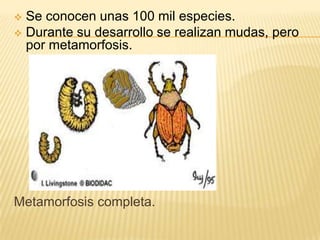  Se conocen unas 100 mil especies.
 Durante su desarrollo se realizan mudas, pero
  por metamorfosis.




Metamorfosis completa.
 
