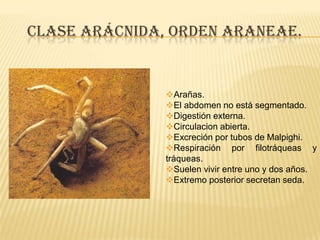 CLASE ARÁCNIDA, ORDEN ARANEAE.


               Arañas.
               El abdomen no está segmentado.
               Digestión externa.
               Circulacion abierta.
               Excreción por tubos de Malpighi.
               Respiración por filotráqueas y
               tráqueas.
               Suelen vivir entre uno y dos años.
               Extremo posterior secretan seda.
 