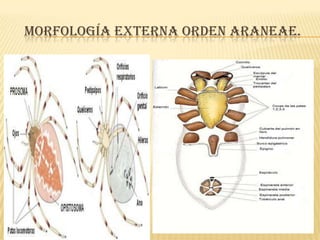 MORFOLOGÍA EXTERNA ORDEN ARANEAE.
 