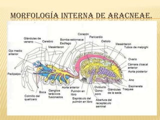 MORFOLOGÍA INTERNA DE ARACNEAE.
 