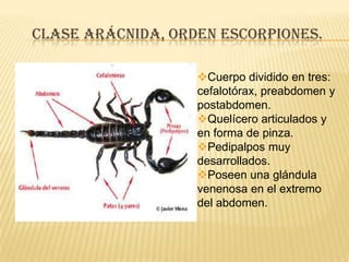 CLASE ARÁCNIDA, ORDEN ESCORPIONES.

                   Cuerpo dividido en tres:
                   cefalotórax, preabdomen y
                   postabdomen.
                   Quelícero articulados y
                   en forma de pinza.
                   Pedipalpos muy
                   desarrollados.
                   Poseen una glándula
                   venenosa en el extremo
                   del abdomen.
 