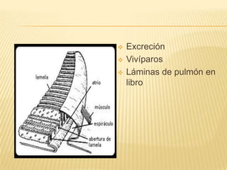    Excreción
   Vivíparos
   Láminas de pulmón en
    libro
 
