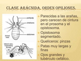 CLASE ARÁCNIDA, ORDEN OPILIONES.
               Parecidas a las arañas,
                pero carecen de cintura
                en el prosoma y el
                opistosoma.
               Opistosoma
                segmentado.
               Quelíceros: pinzas
               Patas muy largas y
                finas
               Ojos grandes y
                tubérculo cefálico.
 