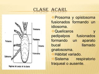 CLASE ACARI.
      Prosoma y opistosoma
      fusionados formando un
      idiosoma.
      Quelíceros              y
      pedipalpos     fusionados
      formando un aparato
      bucal             llamado
      gnatososma.
      Hábitat variado.
      Sistema      respiratorio
      traqueal o ausente..
 