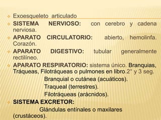    Exoesqueleto articulado
   SISTEMA        NERVIOSO:        con cerebro y cadena
    nerviosa.
   APARATO CIRCULATORIO:                abierto, hemolinfa.
    Corazón.
   APARATO         DIGESTIVO:       tubular    generalmente
    rectilíneo.
   APARATO RESPIRATORIO: sistema único. Branquias,
    Tráqueas, Filotráqueas o pulmones en libro.2° y 3 seg.
                 Branquial o cutánea (acuáticos).
                 Traqueal (terrestres).
                 Filotráqueas (arácnidos).
   SISTEMA EXCRETOR:
                Glándulas entínales o maxilares
    (crustáceos).
 