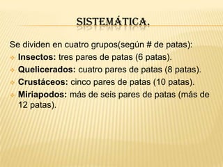 SISTEMÁTICA.
Se dividen en cuatro grupos(según # de patas):
 Insectos: tres pares de patas (6 patas).

 Quelicerados: cuatro pares de patas (8 patas).

 Crustáceos: cinco pares de patas (10 patas).

 Miriapodos: más de seis pares de patas (más de
  12 patas).
 