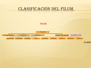 CLASIFICACIÓN DEL FILUM.


                                                     filum


                                                    ARTROPODOS


TRILOBITOMORPHA          CHELICERATA        CRUSTACEA                      MANDIBULATA Ó UNIRRAMIA   subfilum
   MEROSTOMATA    PYGNOGONIDA    ARACNIDA   ACARI       CHILOPODA   DIPLOPODA     SYMPHYLA      PAUROPODA   INSECTA



                                                                                                                      clase
 