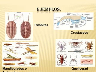 EJEMPLOS.


                 Trilobites

                              Crustáceos




Mandibulados o                Quelicerad
 