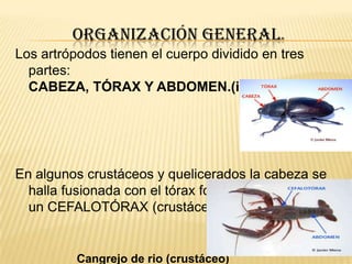 ORGANIZACIÓN GENERAL.
Los artrópodos tienen el cuerpo dividido en tres
  partes:
  CABEZA, TÓRAX Y ABDOMEN.(insectos)




En algunos crustáceos y quelicerados la cabeza se
  halla fusionada con el tórax formando
  un CEFALOTÓRAX (crustáceos.


          Cangrejo de rio (crustáceo)
 