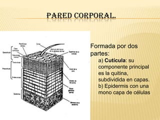 PARED CORPORAL.


         Formada por dos
         partes:
           a) Cutícula: su
           componente principal
           es la quitina,
           subdividida en capas.
           b) Epidermis con una
           mono capa de células.
 