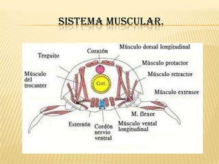 SISTEMA MUSCULAR.
 