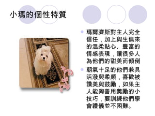 小瑪的個性特質 瑪爾濟斯對主人完全信任，加上與生俱來的溫柔貼心、豐富的情感表現，讓很多人為他們的甜美而傾倒 朝氣十足的他們兼具活潑與柔順，喜歡被讚美與鼓勵，如果主人能夠善用獎勵的小技巧，要訓練他們學會禮儀並不困難。 