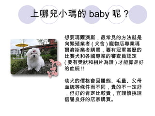 想要瑪爾濟斯，最常見的方法就是向繁殖業者 ( 犬舍 ) 寵物店專業瑪爾濟斯業者購買，要有冠軍賞歷的比賽犬和各國專業的審查員認定 ( 要有獎狀和相片為證 ) 才能算是好的血統 !! 幼犬的價格會因體態、毛量、父母血統等條件而不同，貴的不一定好，但好的肯定比較貴，宜謹慎挑選信譽良好的店家購買。  上哪兒小瑪的 baby 呢 ? 