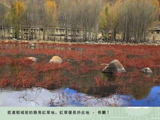 抵達稻城前的路旁紅草地。紅草僅長於此地 － 奇觀 ! 