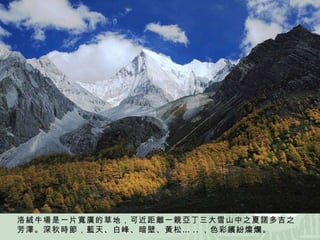 洛絨牛場是一片寬廣的草地，可近距離一親亞丁三大雪山中之夏諾多吉之芳澤。深秋時節，藍天、白峰、暗壁、黃松… .. ，色彩繽紛燦爛。 