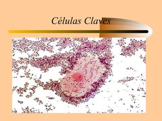 Células Claves 