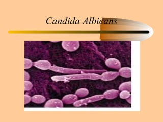 Candida Albicans 