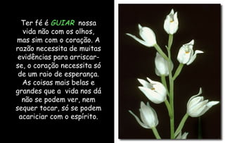 Ter fé é  GUIAR   nossa vida não com os olhos, mas sim com o coração. A razão necessita de muitas evidências para arriscar-se, o coração necessita só de um raio de esperança. As coisas mais belas e grandes que a  vida nos dá não se podem ver, nem sequer tocar, só se podem acariciar com o espírito. 