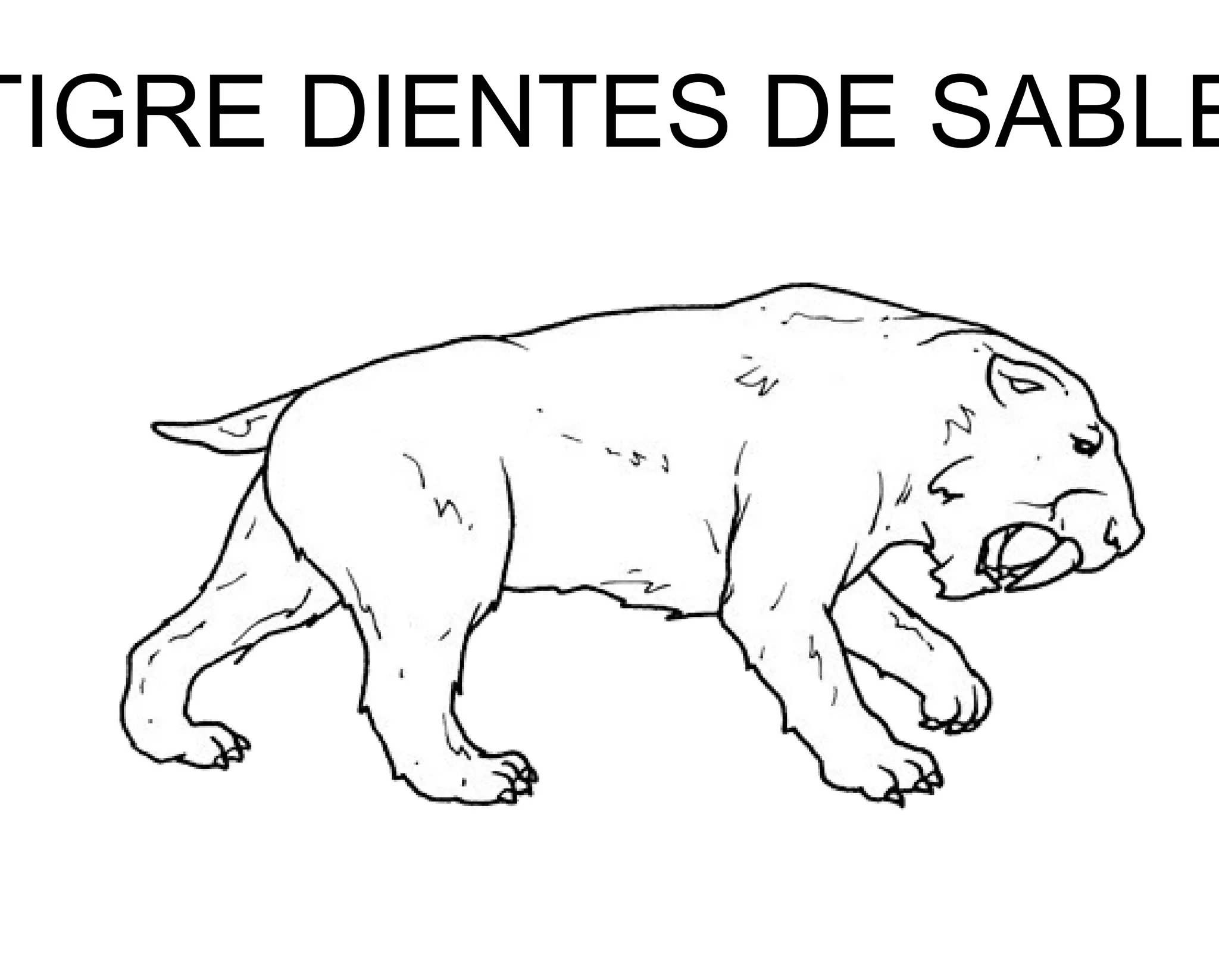 TIGRE DIENTES DE SABLE