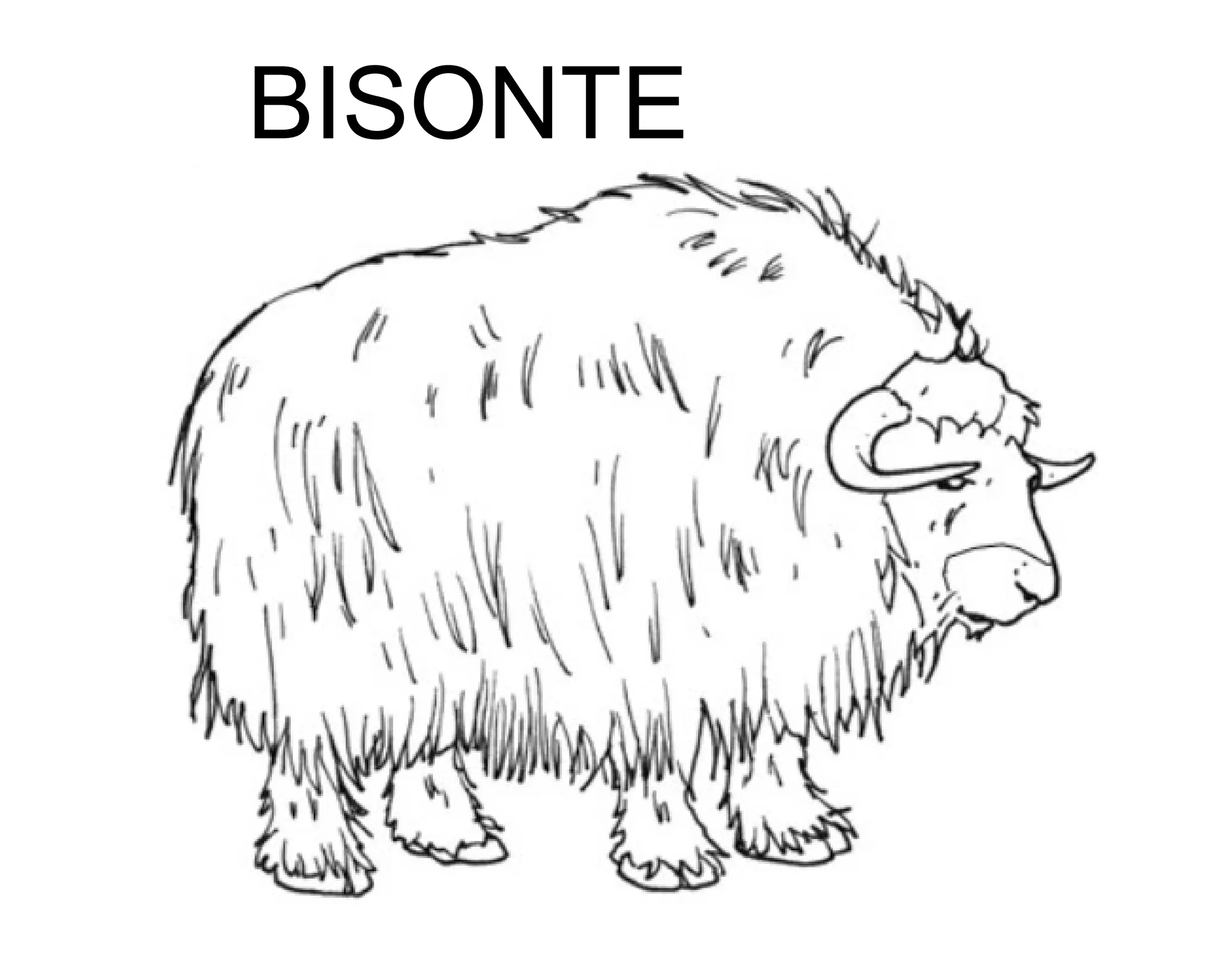 BISONTE