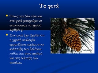 Τα φυτάΤα φυτά
 Όπως στα ζώα έτσι καιΌπως στα ζώα έτσι και
στα φυτά μπορούμε ναστα φυτά μπορούμε να
εντοπίσουμε το χρυσόεντοπίσουμε το χρυσό
αριθμό φ.αριθμό φ.
 Στα φυτά έχει βρεθεί ότιΣτα φυτά έχει βρεθεί ότι
η χρυσή αναλογίαη χρυσή αναλογία
εμφανίζεται κυρίως στηνεμφανίζεται κυρίως στην
ανάπτυξη των βελόνωνανάπτυξη των βελόνων
καθώς και στον αριθμόστον αριθμό
και στη διάταξη τωνκαι στη διάταξη των
πετάλωνπετάλων..
 