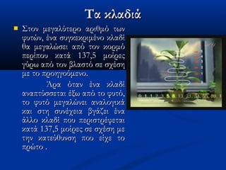 Τα κλαδιάΤα κλαδιά
 Στον μεγαλύτερο αριθμό τωνΣτον μεγαλύτερο αριθμό των
φυτών,φυτών, έναένα συγκεκριμένο κλαδίσυγκεκριμένο κλαδί
θα μεγαλώσειθα μεγαλώσει από τον κορμόαπό τον κορμό
περίπου κατά 137,5 μοίρεςπερίπου κατά 137,5 μοίρες
γύρω από τον βλαστό σε σχέσηγύρω από τον βλαστό σε σχέση
με το προηγούμενο.με το προηγούμενο.
Άρα όταν ένα κλαδίΆρα όταν ένα κλαδί
αναπτύσσεται έξω από το φυτό,αναπτύσσεται έξω από το φυτό,
το φυτό μεγαλώνει αναλογικάτο φυτό μεγαλώνει αναλογικά
και στη συνέχεια βγάζεικαι στη συνέχεια βγάζει έναένα
άλλοάλλο κλαδίκλαδί που περιστρέφεταιπου περιστρέφεται
κατά 137,5 μοίρες σε σχέση μεκατά 137,5 μοίρες σε σχέση με
την κατεύθυνση που είχε τοτην κατεύθυνση που είχε το
πρώτο .πρώτο .
 