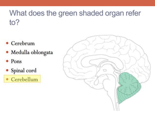 What does the green shaded organ refer 
to? 
 