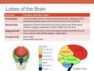 Lobes of the Brain 
 