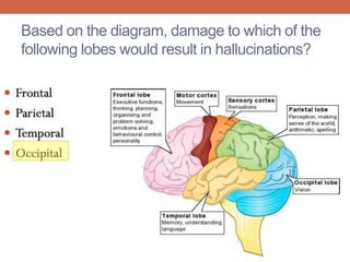 Based on the diagram, damage to which of the 
following lobes would result in hallucinations? 
 