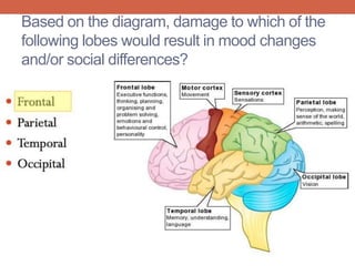 Based on the diagram, damage to which of the 
following lobes would result in mood changes 
and/or social differences? 
 