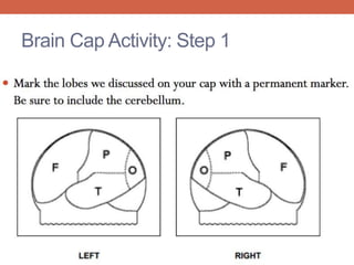 Brain Cap Activity: Step 1 
 