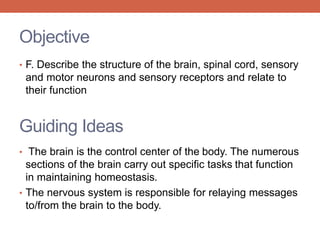 Objective 
• F. Describe the structure of the brain, spinal cord, sensory 
and motor neurons and sensory receptors and relate to 
their function 
Guiding Ideas 
• The brain is the control center of the body. The numerous 
sections of the brain carry out specific tasks that function 
in maintaining homeostasis. 
• The nervous system is responsible for relaying messages 
to/from the brain to the body. 
 