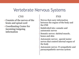 Vertebrate Nervous Systems 
CNS PNS 
• Consists of the nerves of the 
brain and spinal cord 
• Coordinating Center for 
incoming/outgoing 
information 
• Nerves that carry information 
between the organs of the body and 
the CNS 
• Subdivided into: somatic and 
autonomic nerves 
• Somatic nerves: skeletal muscle, 
bones and skin 
• Autonomic nerves: special motor 
nerves that control internal organs of 
the body 
• Autonomic nerves  sympathetic and 
parasympathetic nervous system 
 