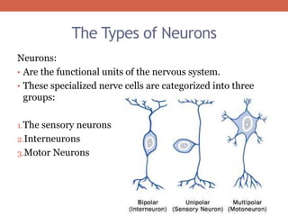 The Types of Neurons 
Neurons: 
• Are the functional units of the nervous system. 
• These specialized nerve cells are categorized into three 
groups: 
1.The sensory neurons 
2.Interneurons 
3.Motor Neurons 
 