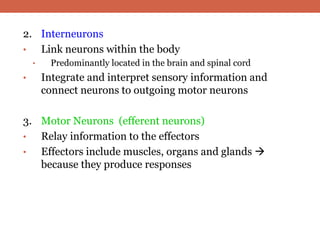 2. Interneurons 
• Link neurons within the body 
• Predominantly located in the brain and spinal cord 
• Integrate and interpret sensory information and 
connect neurons to outgoing motor neurons 
3. Motor Neurons (efferent neurons) 
• Relay information to the effectors 
• Effectors include muscles, organs and glands  
because they produce responses 
 