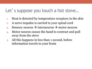 Let’s suppose you touch a hot stove… 
1. Heat is detected by temperature receptors in the skin 
2. A nerve impulse is carried to your spinal cord 
3. Sensory neuron  interneuron  motor neuron 
4. Motor neuron causes the hand to contract and pull 
away from the stove 
5. All this happens in less than 1 second, before 
information travels to your brain 
 