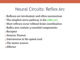 Neural Circuits: Reflex Arc 
• Reflexes are involuntary and often unconscious 
• The simplest nerve pathway is the reflex arc 
• Most reflexes occur without brain coordination 
• Reflex arcs contain 5 essential components: 
1.Receptor 
2.Sensory Neuron 
3.Interneuron in the spinal cord 
4.The motor neuron 
5.Effector 
 