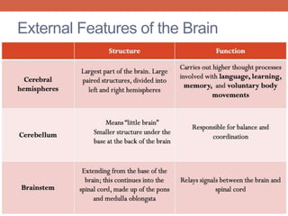 External Features of the Brain 
 
