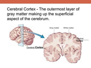 Cerebral Cortex - The outermost layer of 
gray matter making up the superficial 
aspect of the cerebrum. 
Cerebral Cortex 
Cerebral 
Cortex 
 
