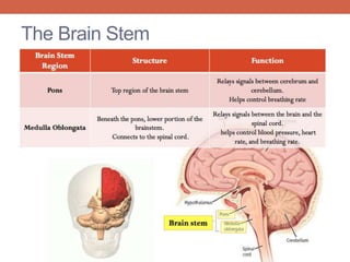 The Brain Stem 
 