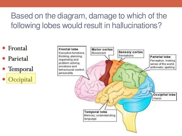 F.1 nervous system homeostasis