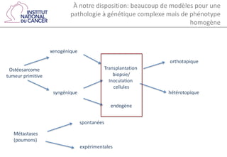 À notre disposition: beaucoup de modèles pour une
pathologie à génétique complexe mais de phénotype
homogène
Ostéosarcome
tumeur primitive
xenogénique
syngénique
endogène
Transplantation
biopsie/
Inoculation
cellules
orthotopique
hétérotopique
Métastases
(poumons)
expérimentales
spontanées
 
